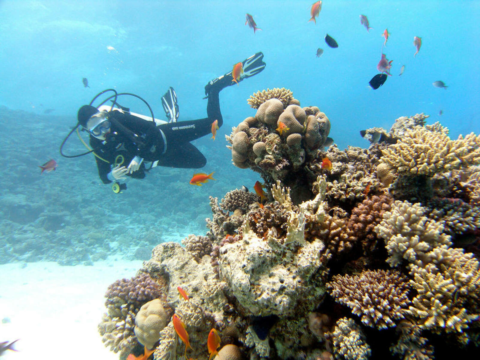 Дайвинг в Хургаде: откройте для себя удивительный подводный мир Красного моря